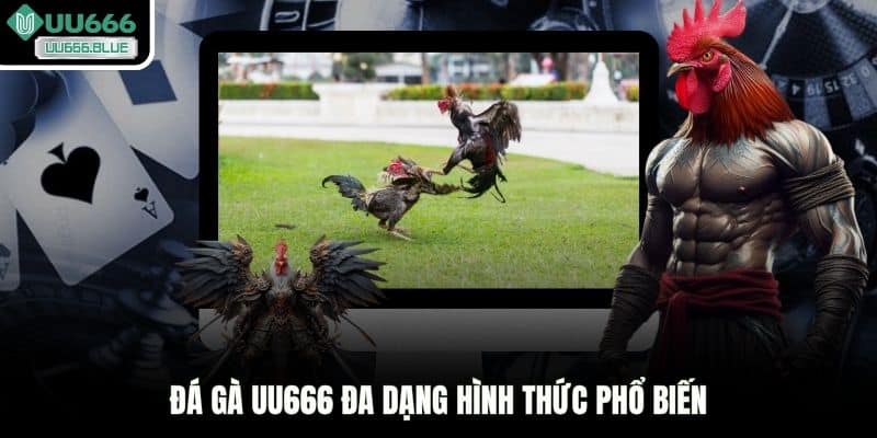 Đá gà UU666 đa dạng hình thức phổ biến
