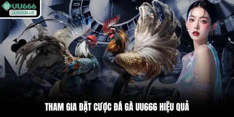 Tham gia đặt cược đá gà UU666 hiệu quả
